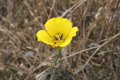 Calochortus clavatus