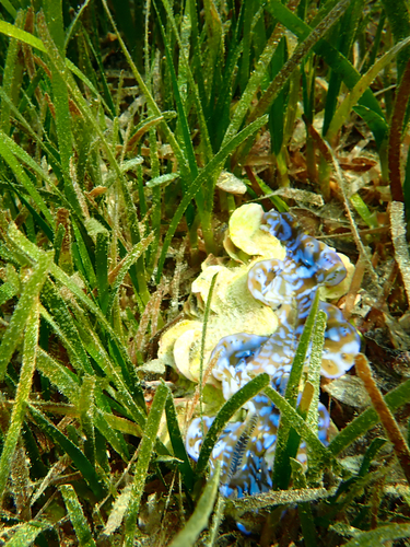 Fluted Giant Clam — seen at this dive site