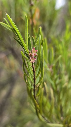 Austromyrtus tenuifolia, photograph 6