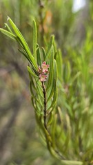 Austromyrtus tenuifolia, photograph (c) Petra Holland, some rights reserved (CC BY)