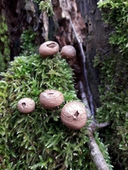 Apioperdon pyriforme