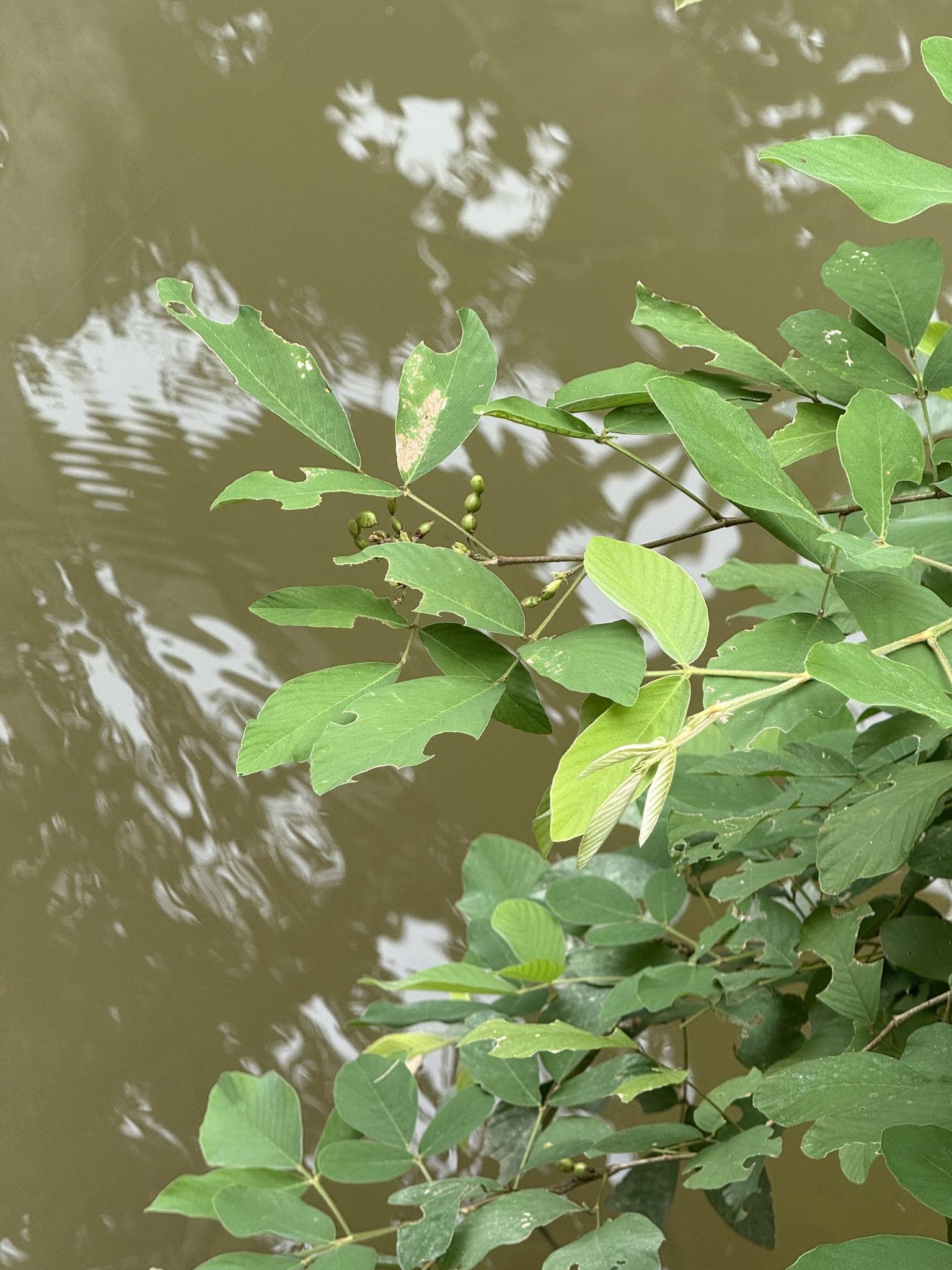 Dendrolobium ursinum (Dendrolobium ursinum)