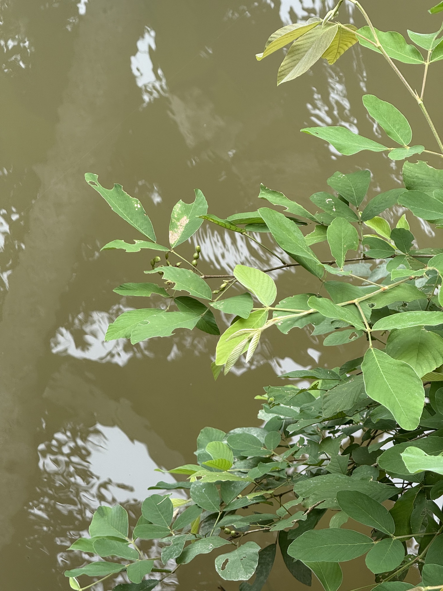 Dendrolobium ursinum — ảnh 2