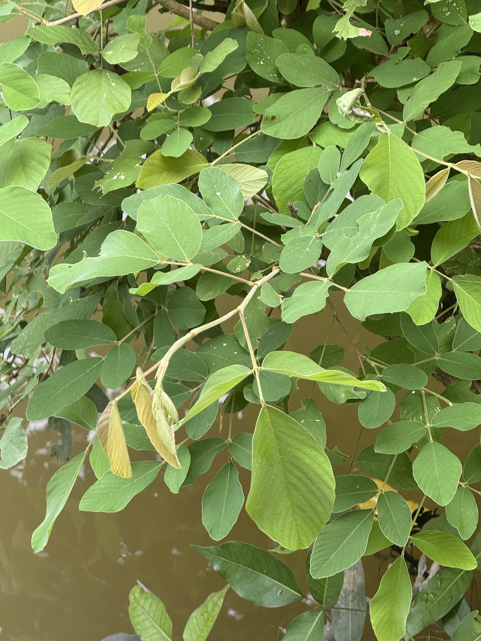 Dendrolobium ursinum — ảnh 3