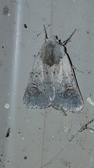 Eucoptocnemis fimbriaris