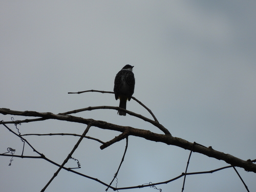 Scaly-breasted Bulbul (Rubigula squamata), photo 6