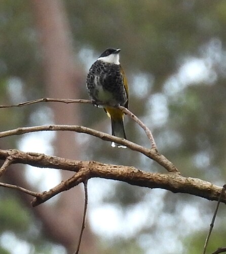 Scaly-breasted Bulbul (Rubigula squamata), photo 10