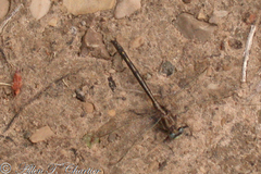 Phanogomphus lividus
