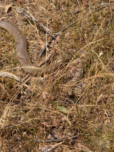 Eastern Brown Snake sighting