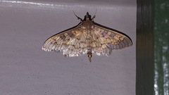 Diacme elealis
