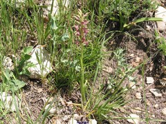 Anacamptis coriophora fragrans