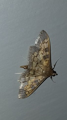 Diacme elealis