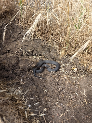 Pygmy Copperhead sighting