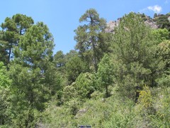 Pinus nigra salzmannii