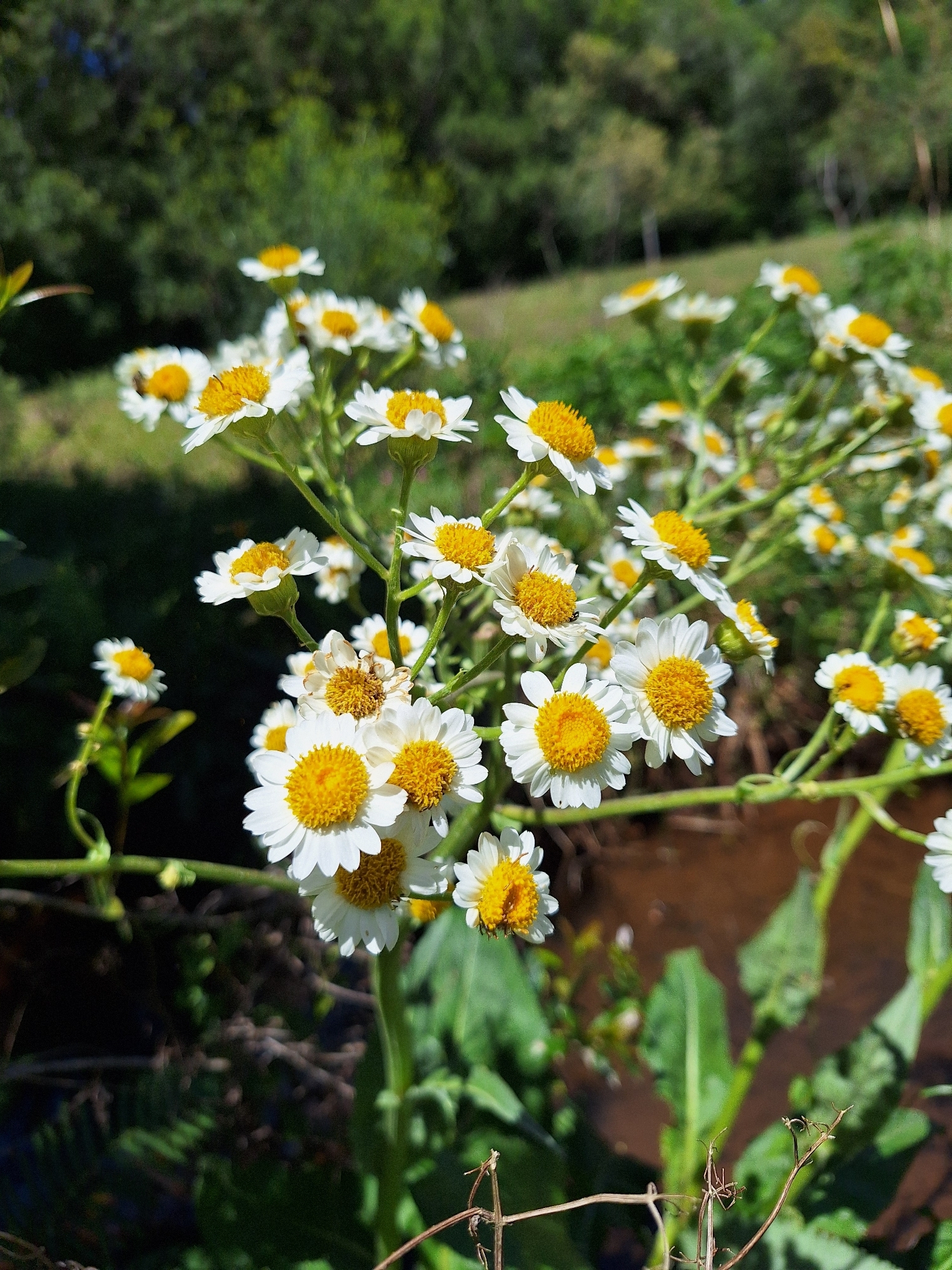 Senecio bonariensis