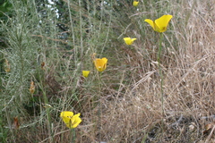 Calochortus clavatus