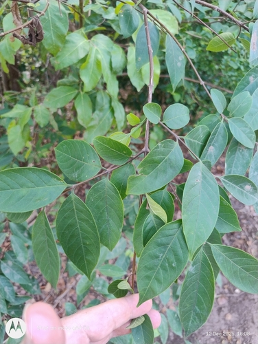 Wrightia pubescens observed 2025-12-12