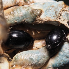 Coelostoma orbiculare