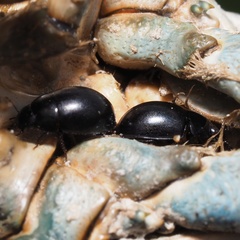 Coelostoma orbiculare