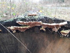 Trametes betulina