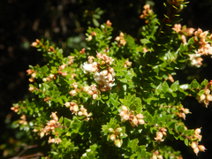 (c) Bryce Watts-Parker, some rights reserved (CC BY) Acrothamnus maccraei, photograph (c) Bryce Watts-Parker, some rights reserved (CC BY)