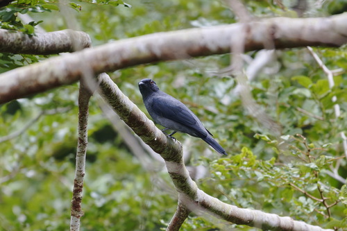 Lesser Cuckooshrike (Lalage fimbriata), photo 5