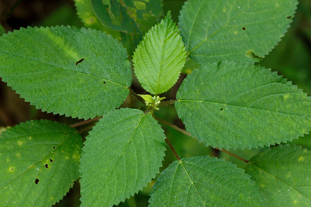 Wood Nettle (Wildflowers of the Preserve at Shaker Village) · iNaturalist