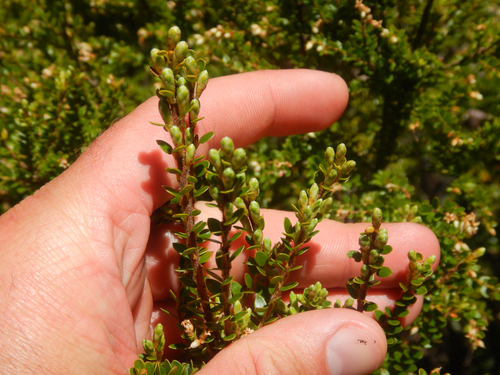 Acrothamnus maccraei, photograph 2