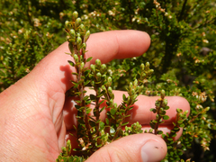 (c) Bryce Watts-Parker, some rights reserved (CC BY) Acrothamnus maccraei, photograph (c) Bryce Watts-Parker, some rights reserved (CC BY)