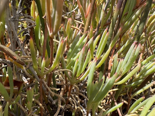 Lampranthus stenus, photograph 6