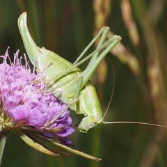 Poecilimon ampliatus