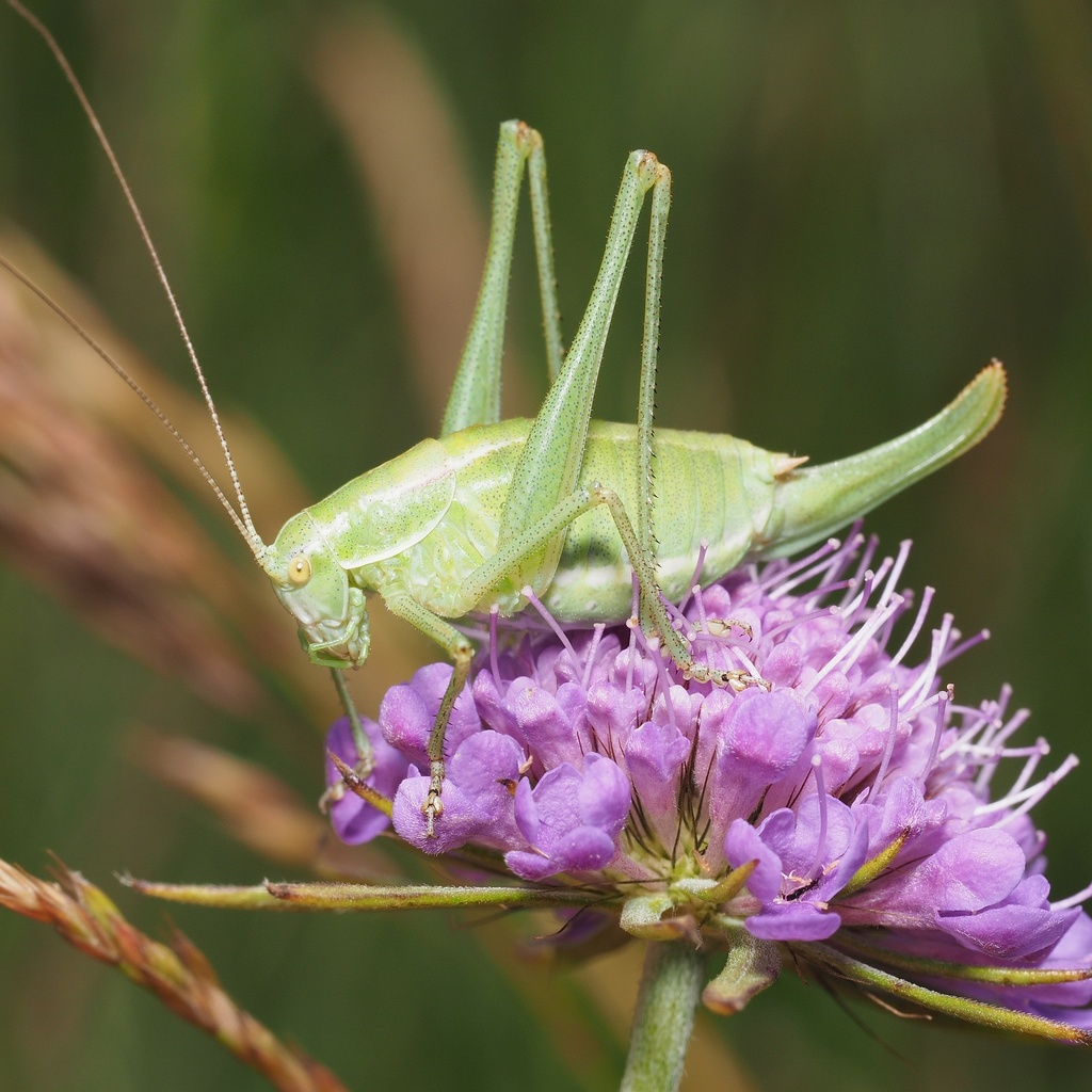Enlarged Bright Bush-cricket
