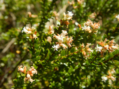 (c) Bryce Watts-Parker, some rights reserved (CC BY) Acrothamnus maccraei, photograph (c) Bryce Watts-Parker, some rights reserved (CC BY)