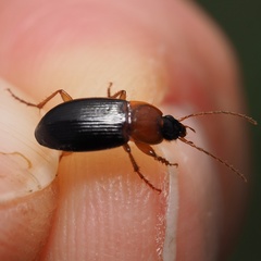 Calathus melanocephalus