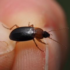 Calathus melanocephalus