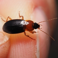 Calathus melanocephalus
