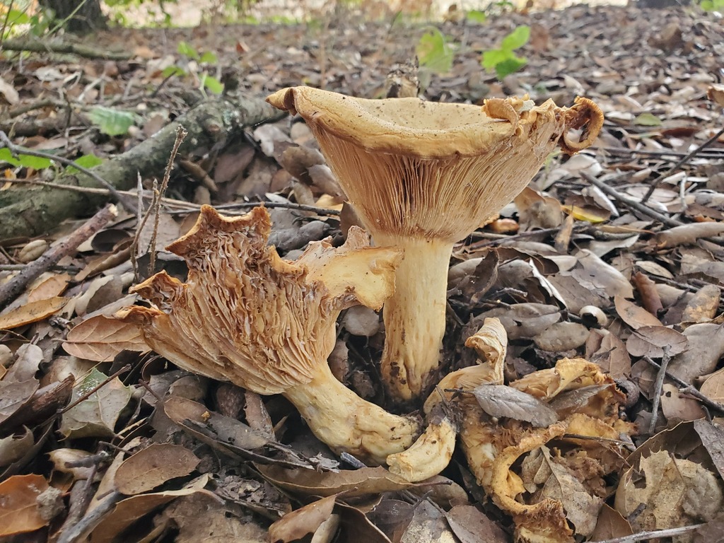 Lactarius alnicola · December 2025 · photo: © arlenedevitt (iNaturalist, cc-by)