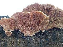 Trametes betulina