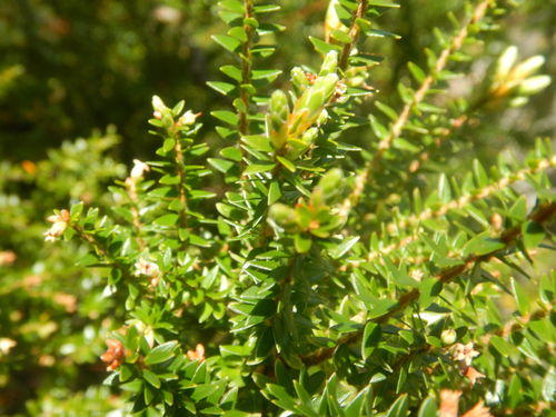 Acrothamnus maccraei