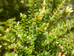 Acrothamnus maccraei