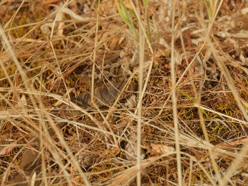 Pygmy Copperhead sighting