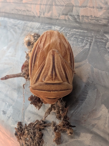 Minchamia hubbardae