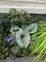 Brunnera macrophylla