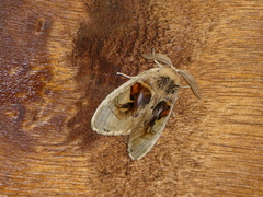 Arrhenophanes perspicilla