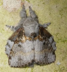 Euglyphis contubernalis