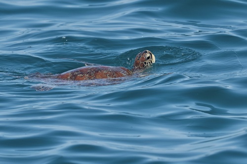 Chelonia mydas