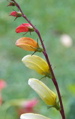 Ipomoea lobata
