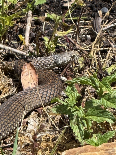 Highlands Copperhead sighting