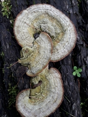 Trametes betulina