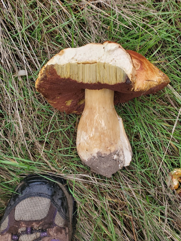 Boletus edulis · December 2025 · photo: © arlenedevitt (iNaturalist, cc-by)